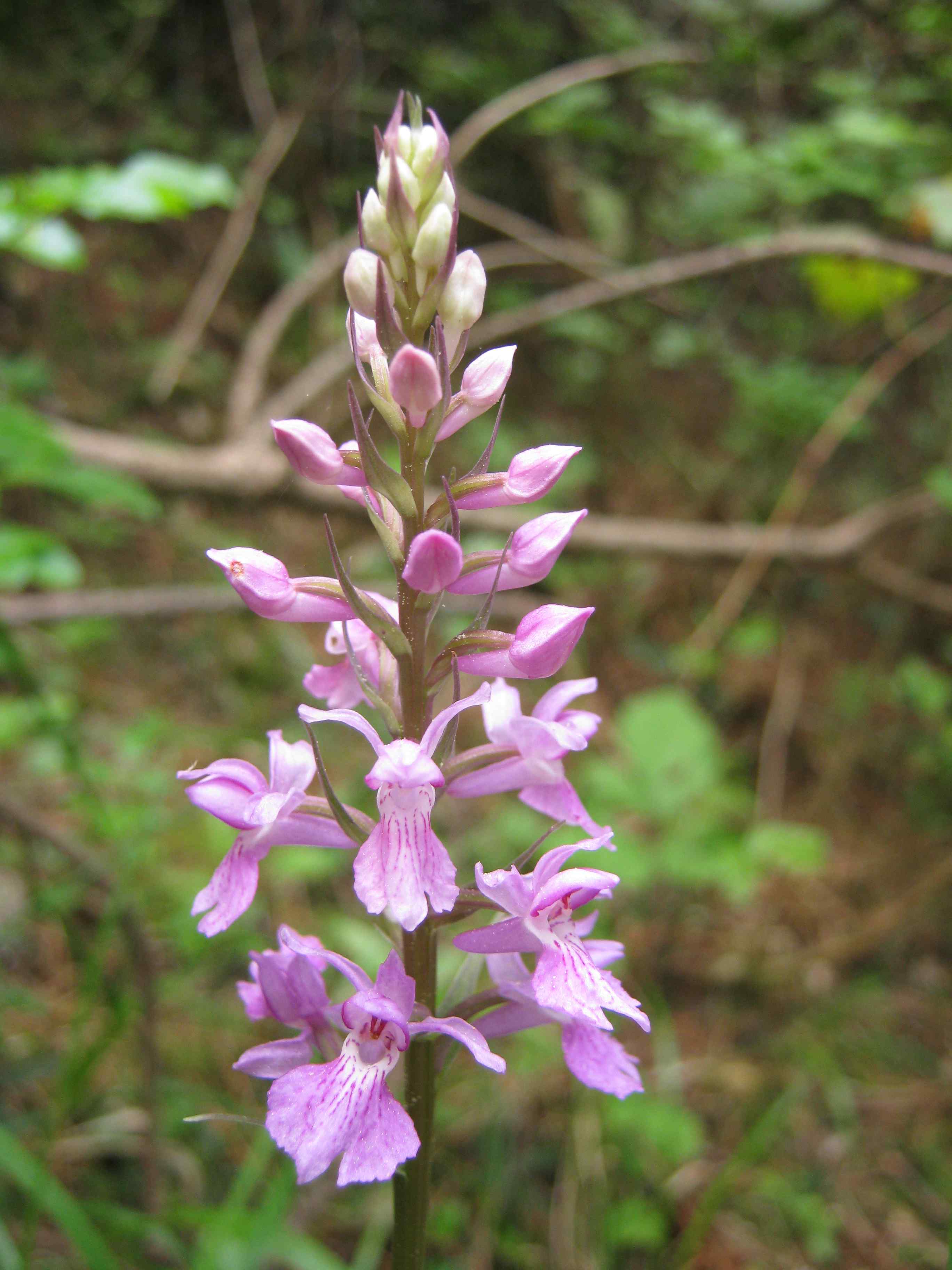 Serapias neglecta e Dactylorhiza maculata